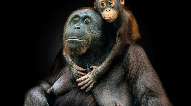 "لغز الحياة".. صور تستكشف علاقات الحيوانات